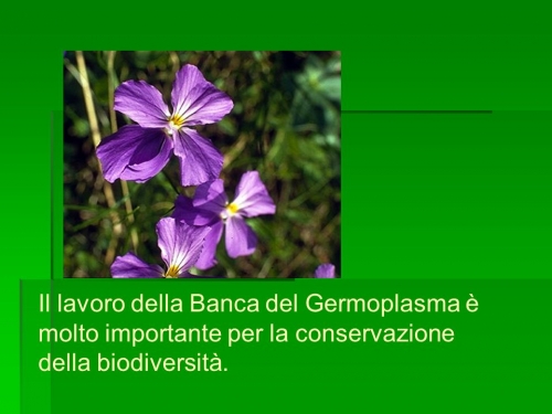 Biodiversità e conservazione del germoplasma